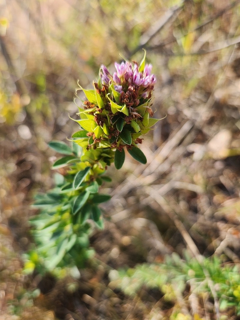 Tall Lespedeza photo 7