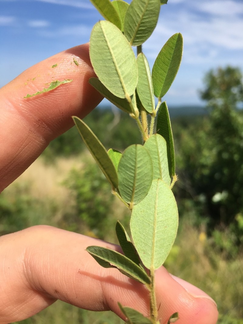 Tall Lespedeza photo 8