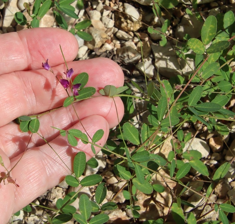 Texas Lespedeza