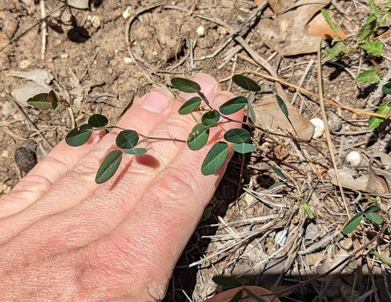 Texas Lespedeza photo 2