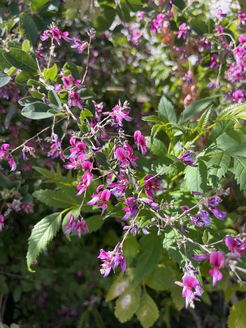 Texas Lespedeza photo 3