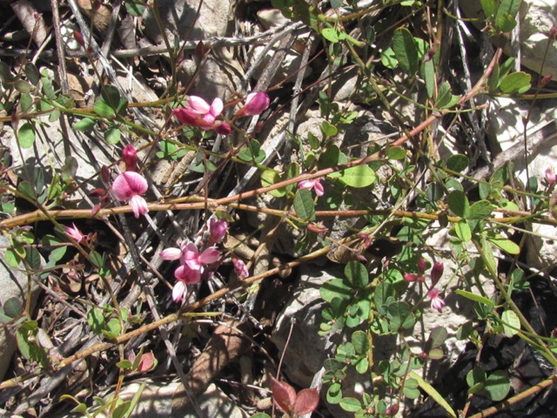 Texas Lespedeza photo 4