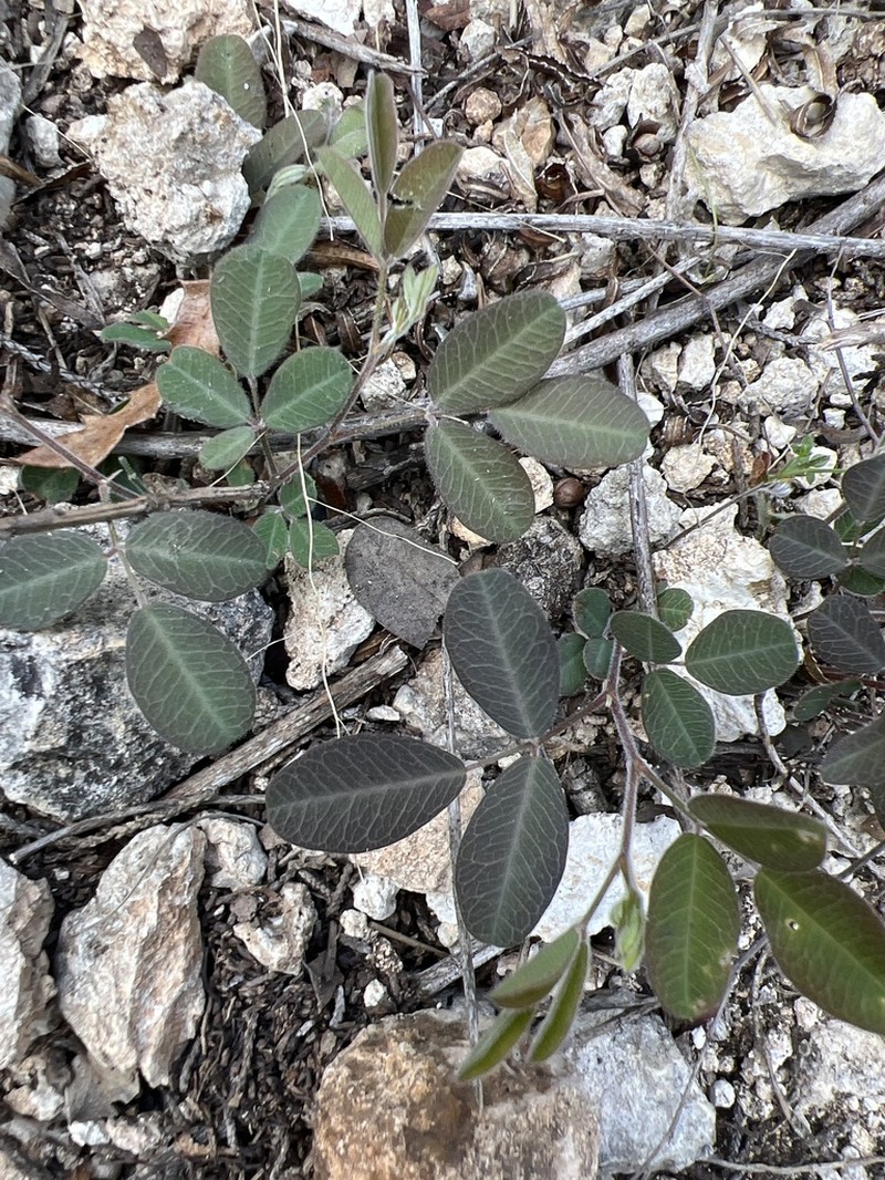 Texas Lespedeza photo 5