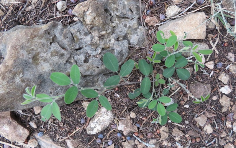 Texas Lespedeza photo 6