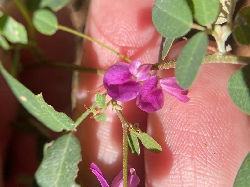 Texas Lespedeza photo 7