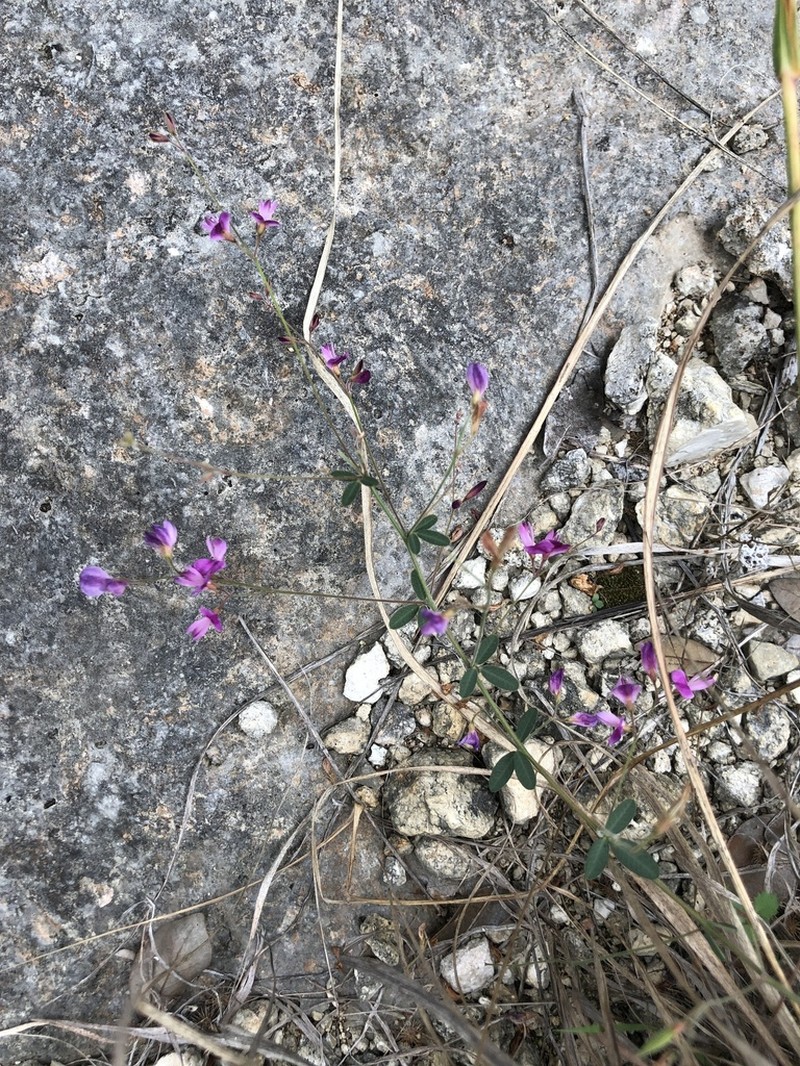 Texas Lespedeza photo 8