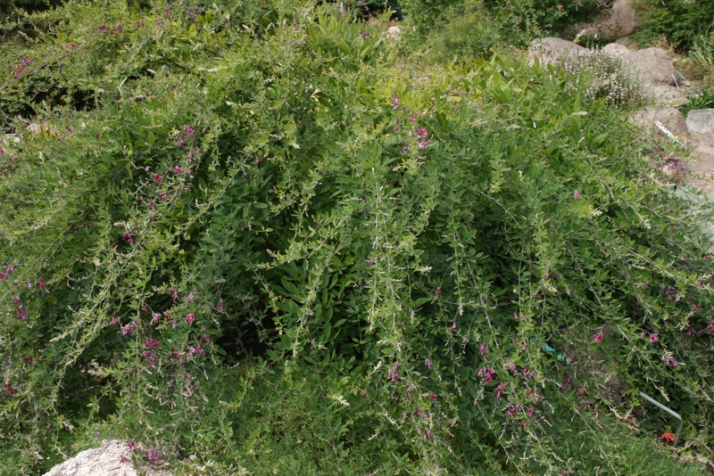 Thunberg's Lespedeza photo 4