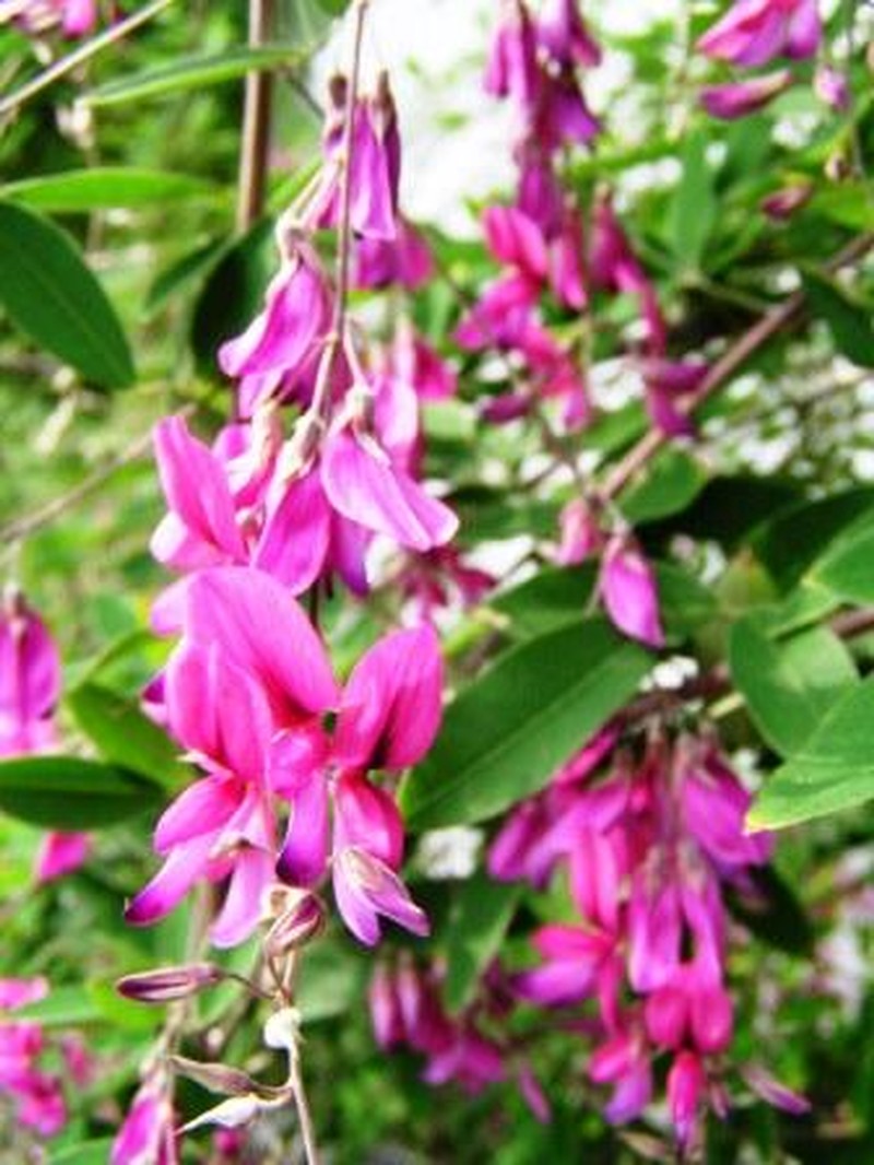 Thunberg's Lespedeza