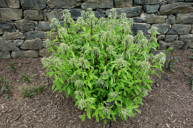 Thunberg's Lespedeza photo 2