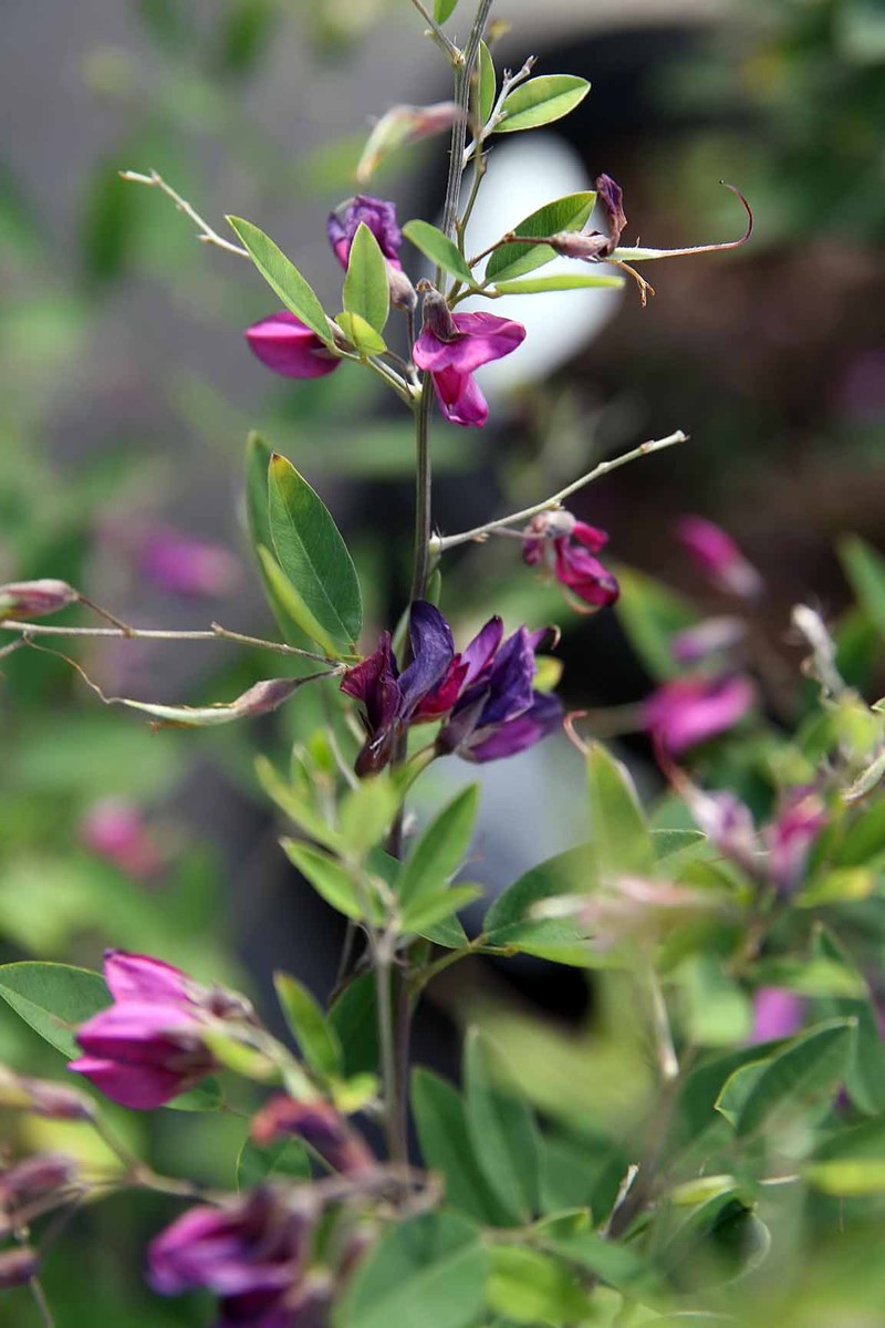 Thunberg's Lespedeza photo 3