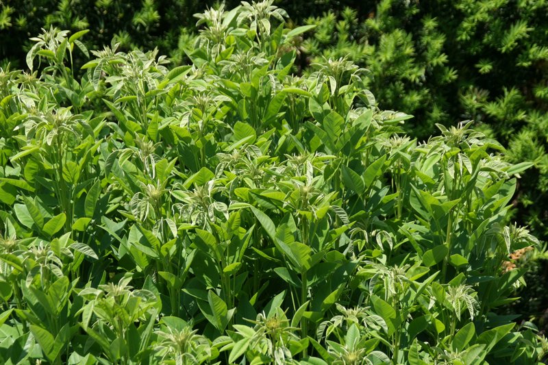 Thunberg's Lespedeza photo 5