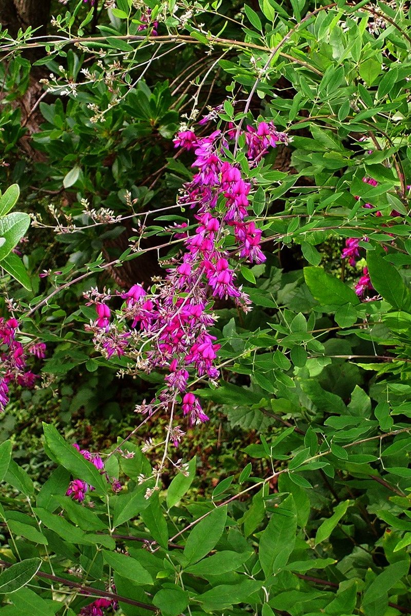 Thunberg's Lespedeza photo 6