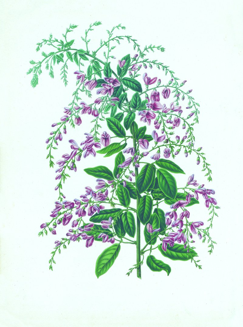 Thunberg's Lespedeza photo 7