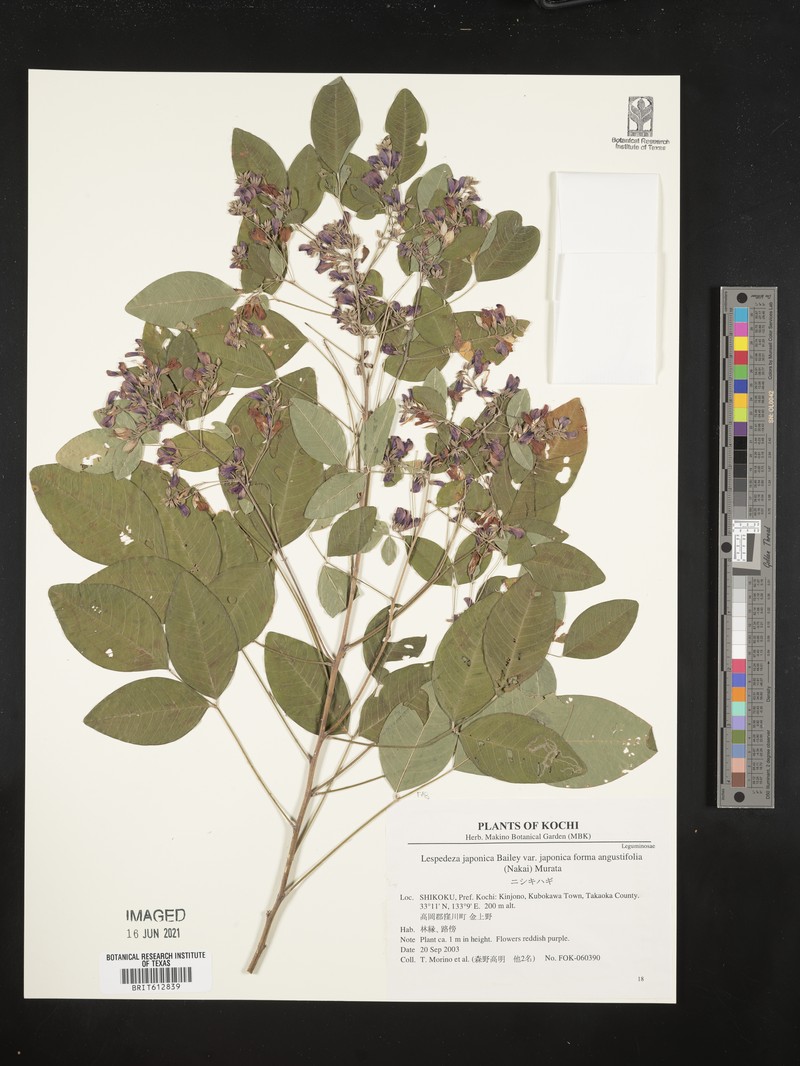 Lespedeza thunbergii subsp. thunbergii