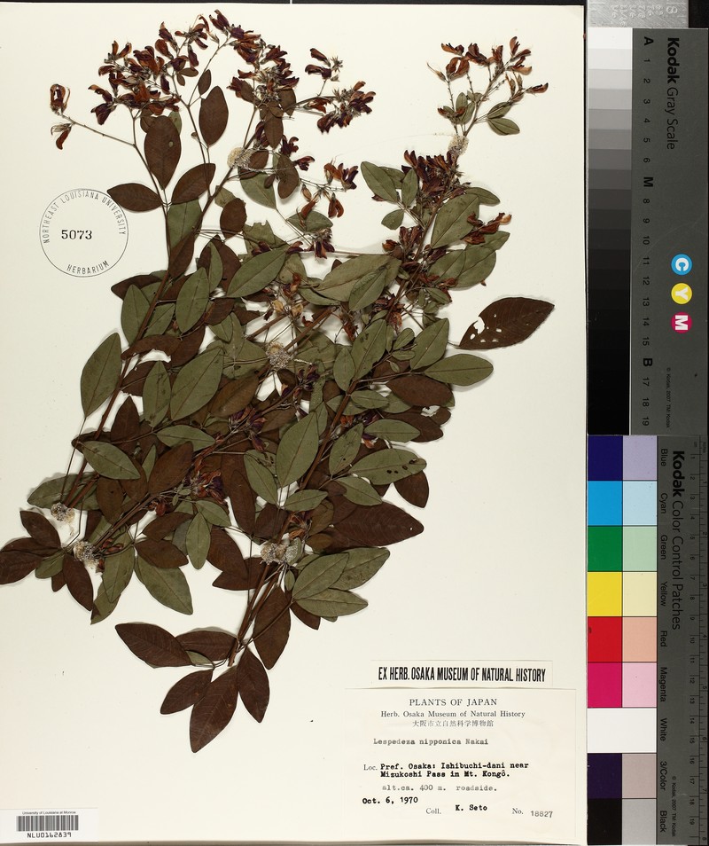 Lespedeza thunbergii subsp. thunbergii photo 2