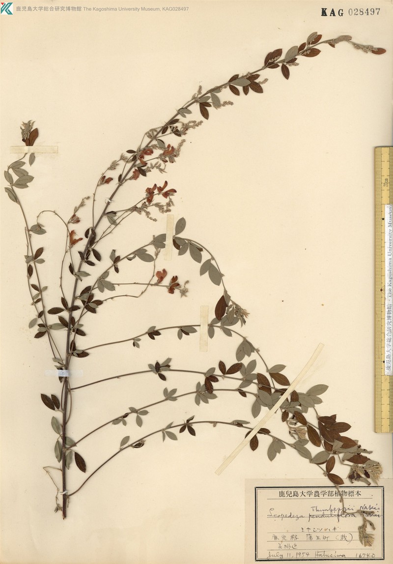 Lespedeza thunbergii subsp. thunbergii photo 3