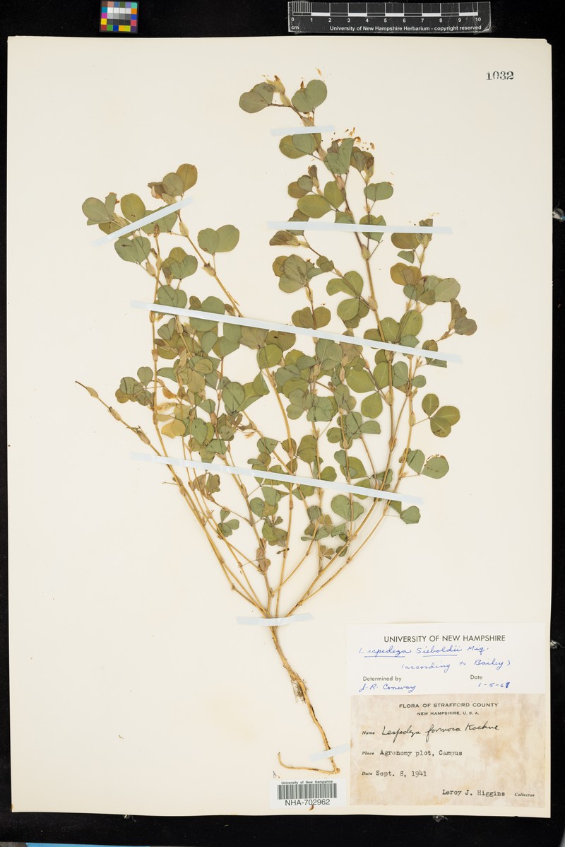 Lespedeza thunbergii subsp. thunbergii photo 4