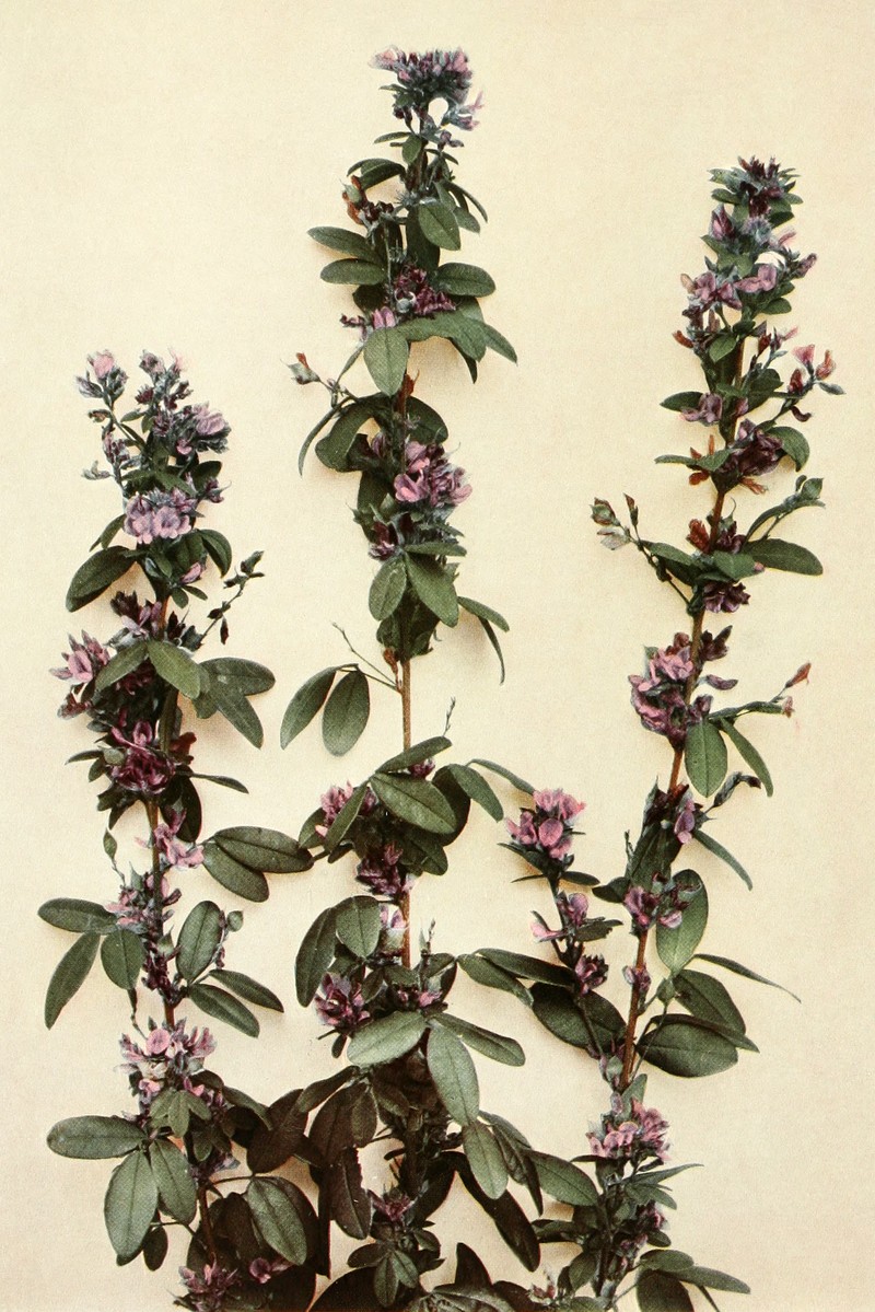Violet Lespedeza photo 3