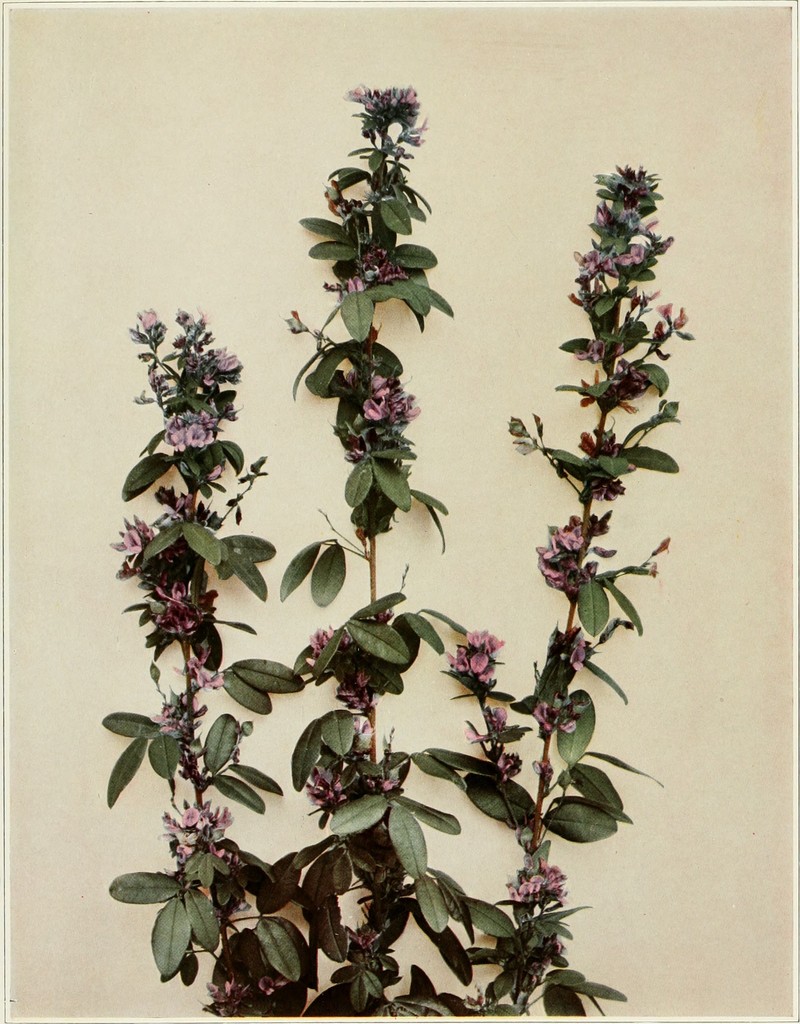 Violet Lespedeza photo 4
