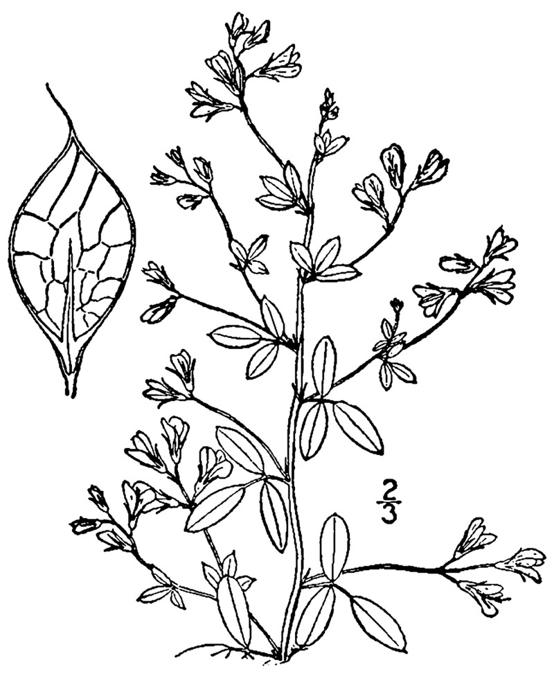 Violet Lespedeza photo 5