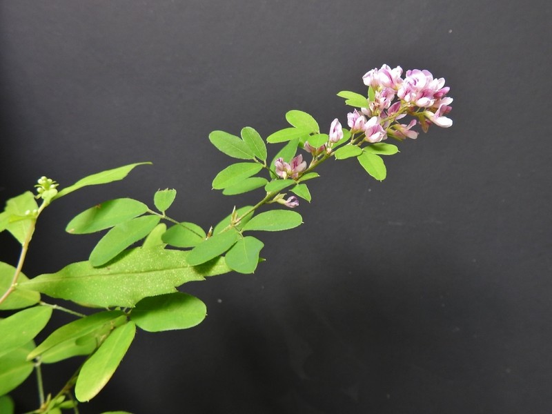Violet Lespedeza