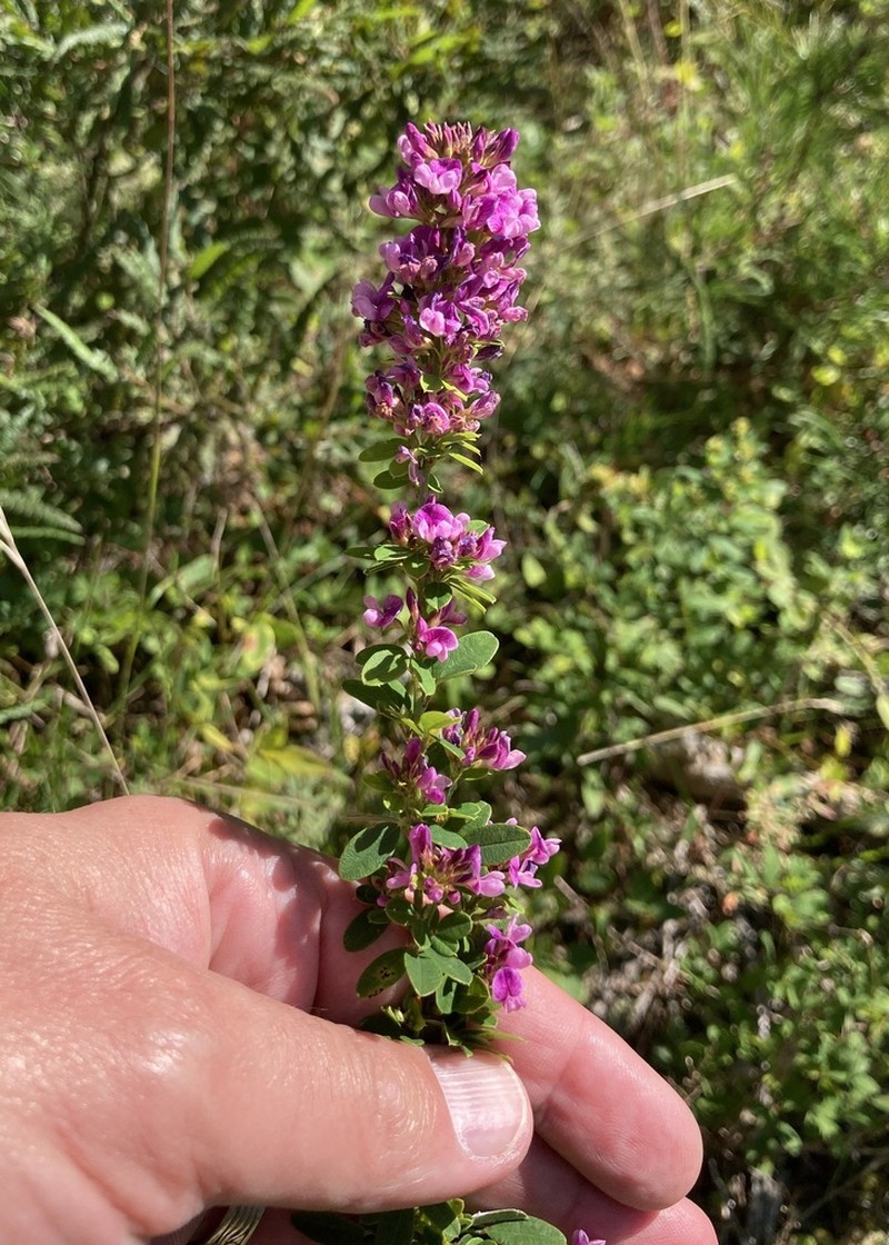 Violet Lespedeza photo 2