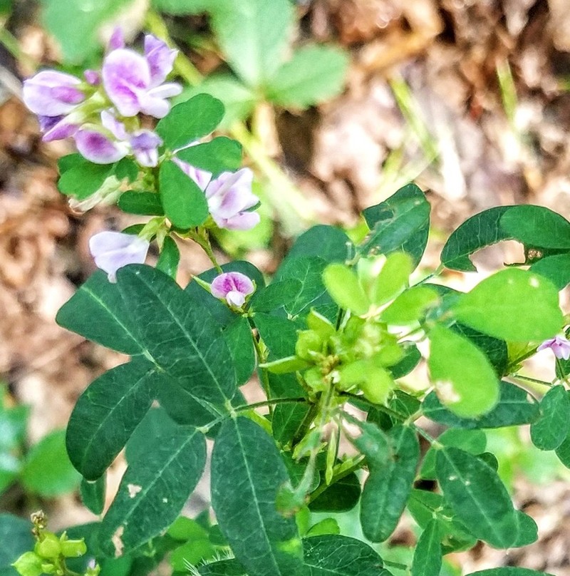 Violet Lespedeza photo 3