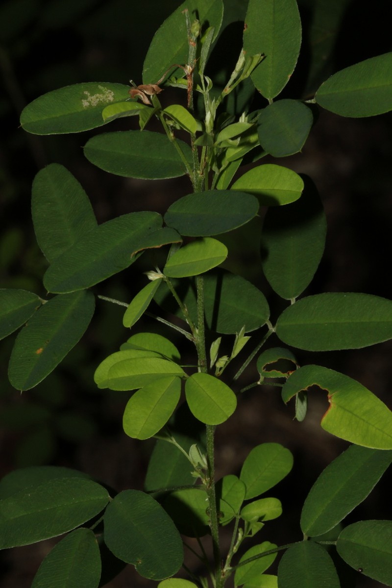 Violet Lespedeza photo 4