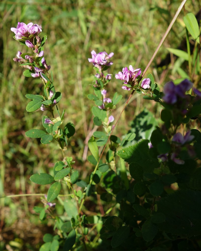 Violet Lespedeza photo 5