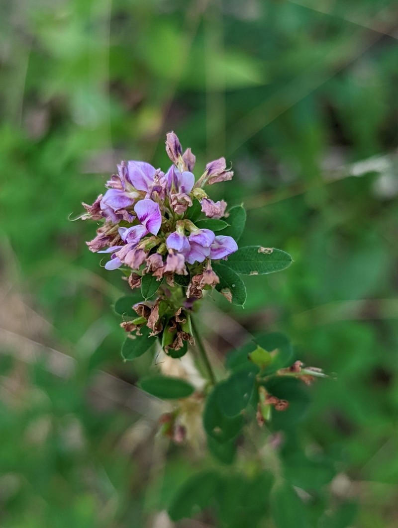Violet Lespedeza photo 6
