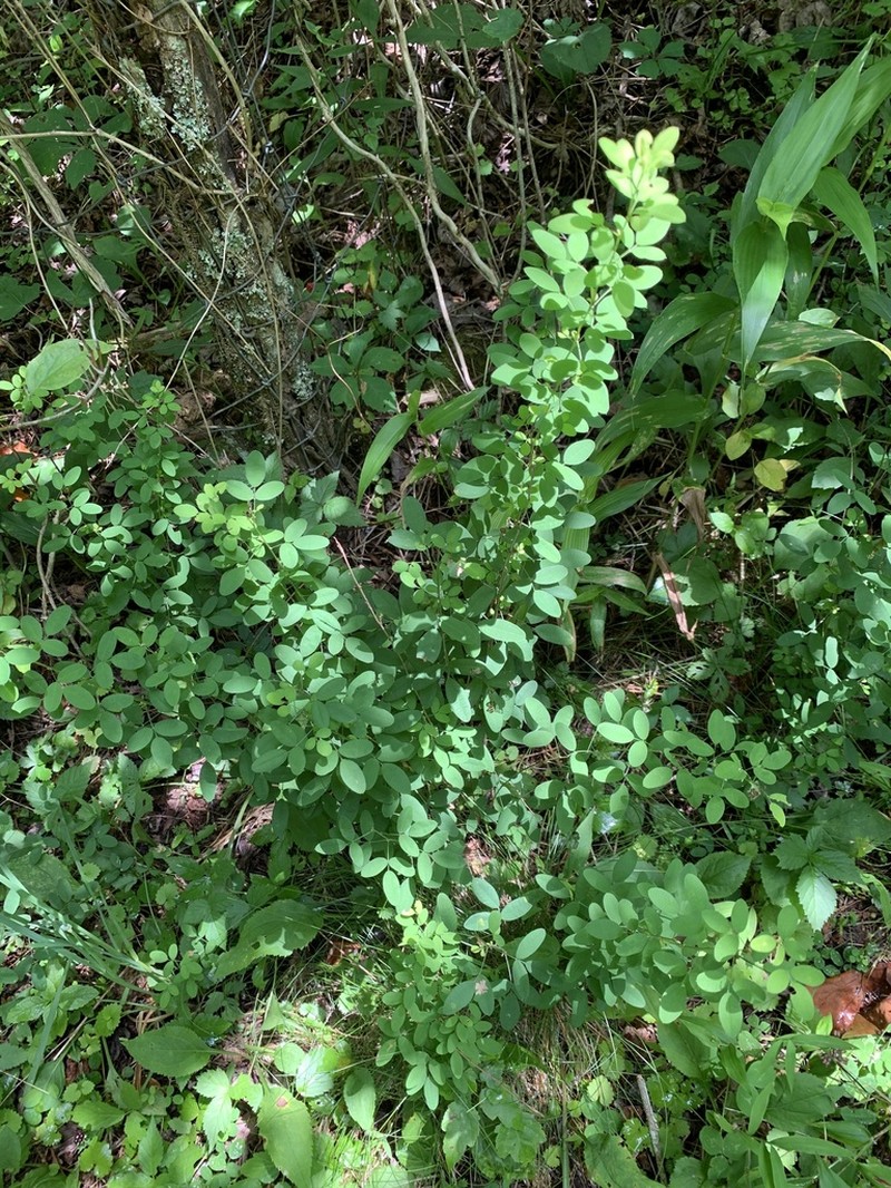 Violet Lespedeza photo 7