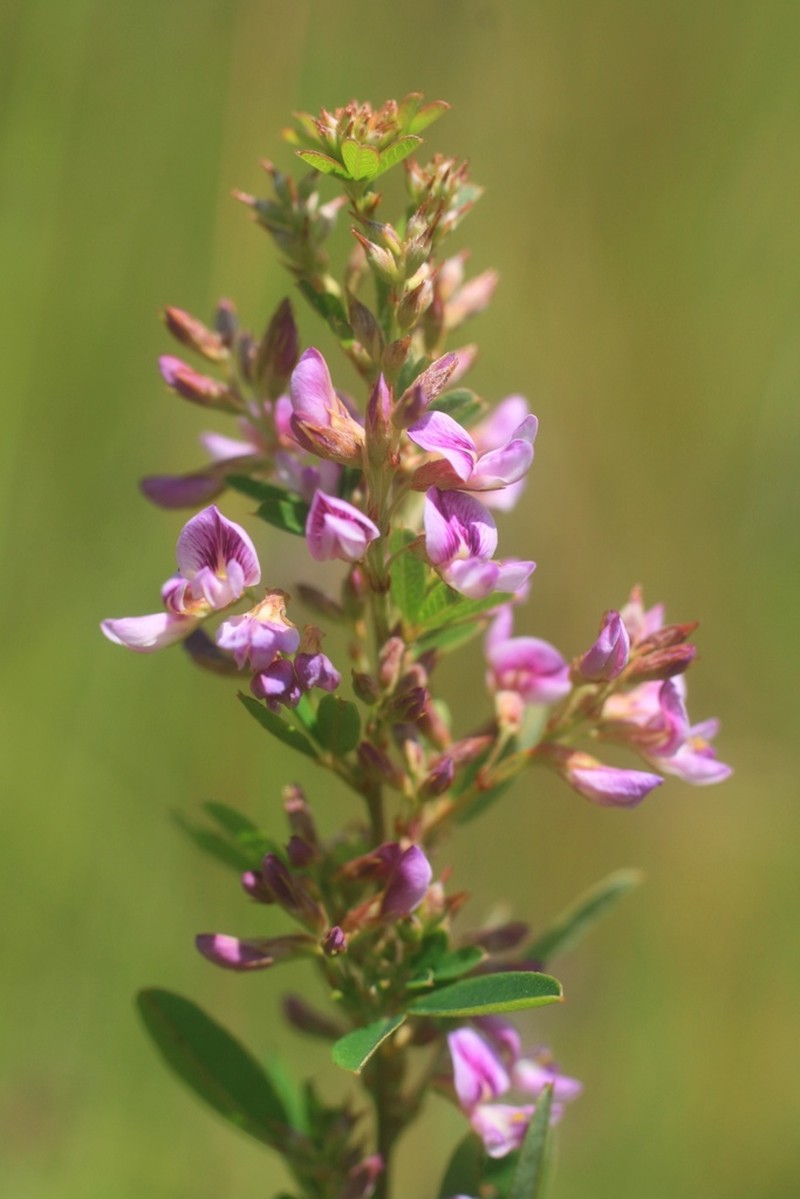 Violet Lespedeza photo 8