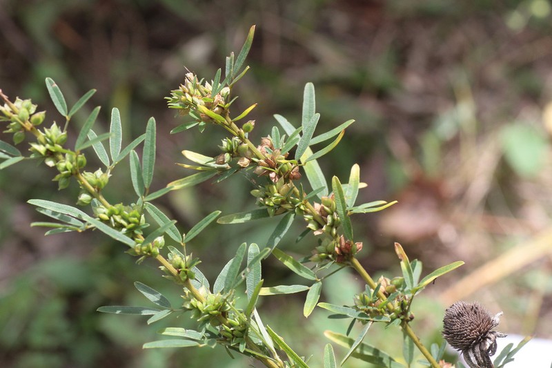 Slender Lespedeza