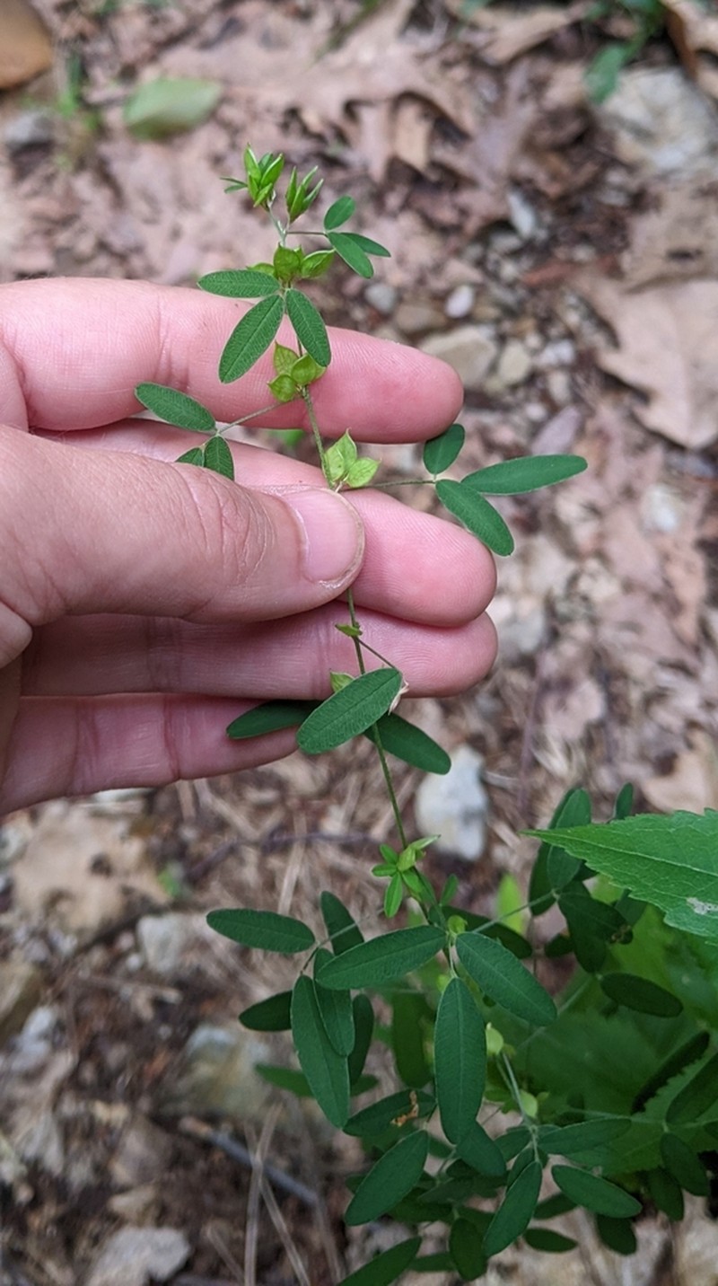 Slender Lespedeza photo 2