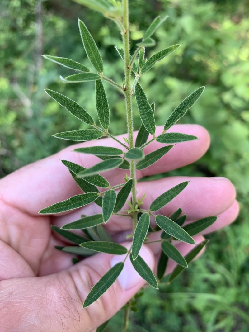Slender Lespedeza photo 3