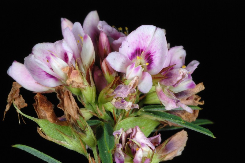 Slender Lespedeza photo 4