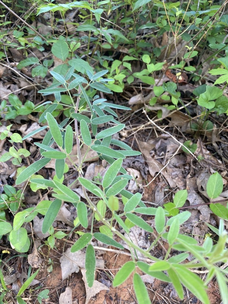 Slender Lespedeza photo 5
