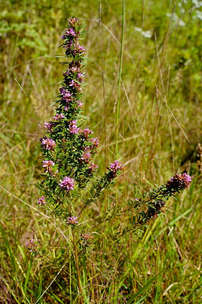 Slender Lespedeza photo 6