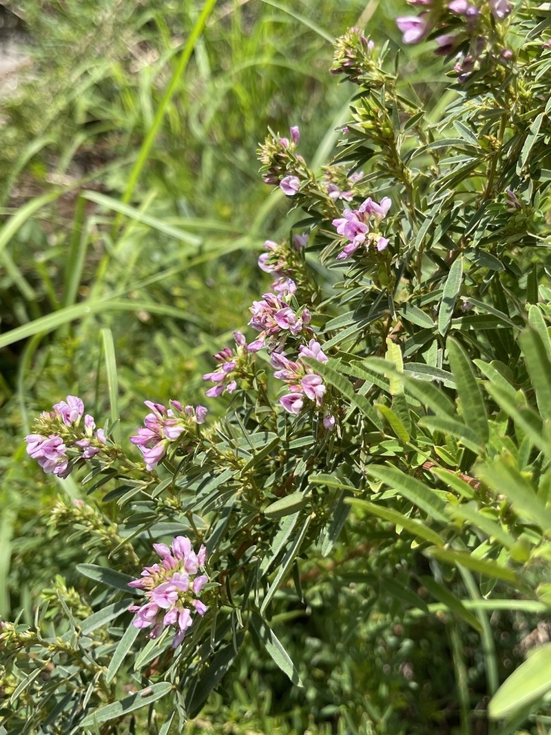 Slender Lespedeza photo 8