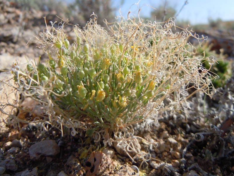 Alpine Bladderpod
