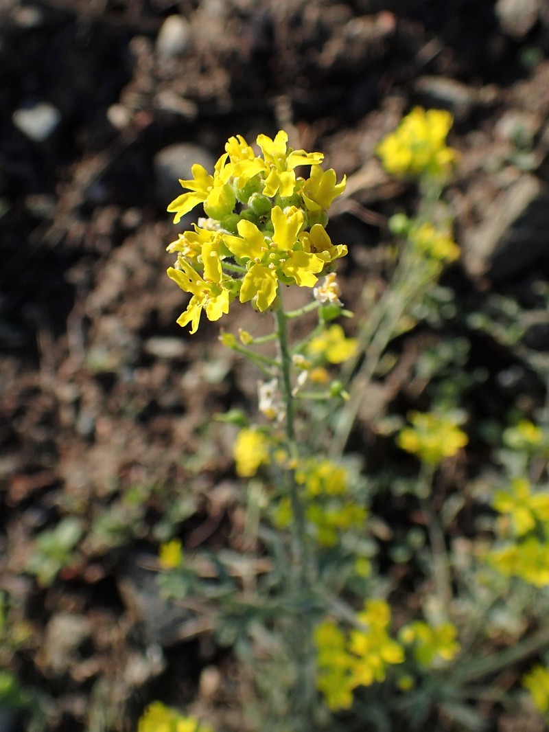 Arctic Bladderpod photo 2