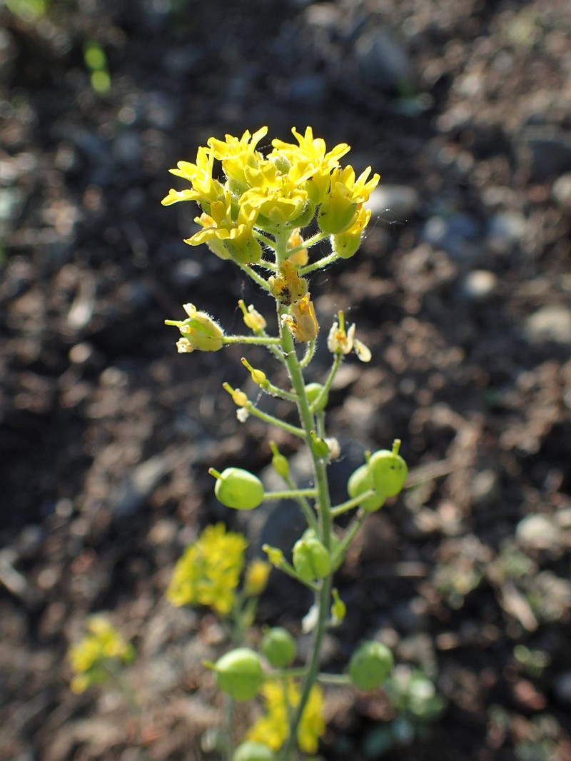 Arctic Bladderpod photo 3