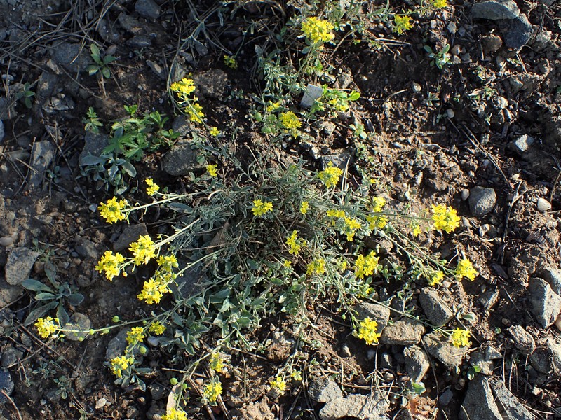 Arctic Bladderpod photo 4