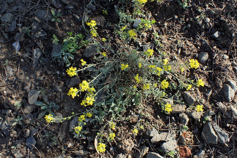 Arctic Bladderpod photo 5