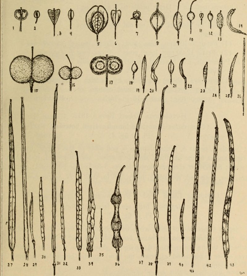 Lesquerella argentea