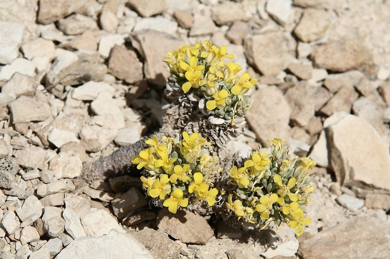 Dudley Bluffs Bladderpod photo 2
