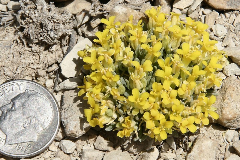 Dudley Bluffs Bladderpod photo 3