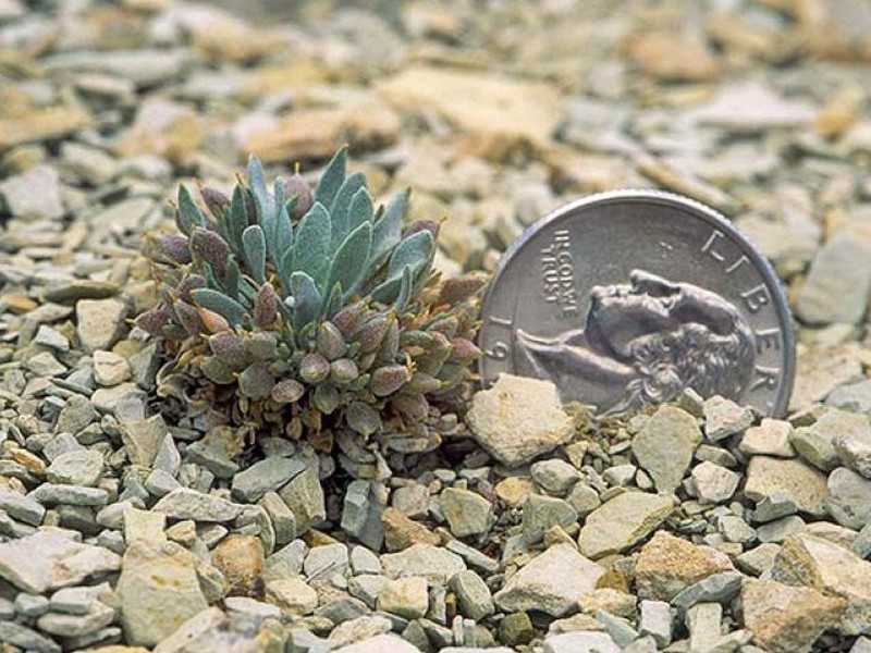 Dudley Bluffs Bladderpod