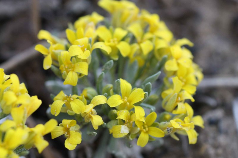 Dudley Bluffs Bladderpod photo 4