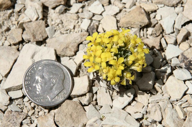 Dudley Bluffs Bladderpod photo 5